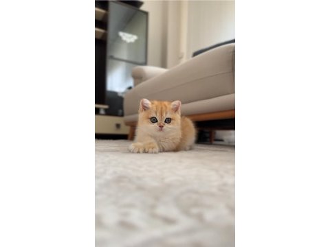 Şampiyon annenin kızı british shorthair