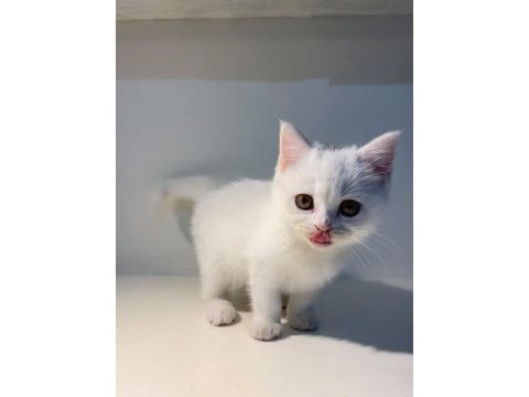 Brıtısh shorthair dişi bebek