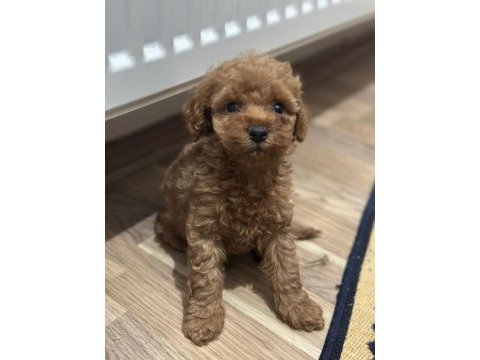 Poodle bebeklerimiz yeni yuvalarını bekliyor