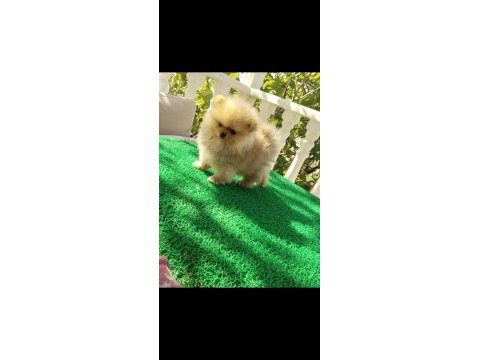 Küçük pomeranian ayıcıklar