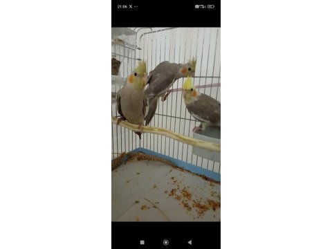 60 günlük yeme düşmüş sultan papağanı yavruları