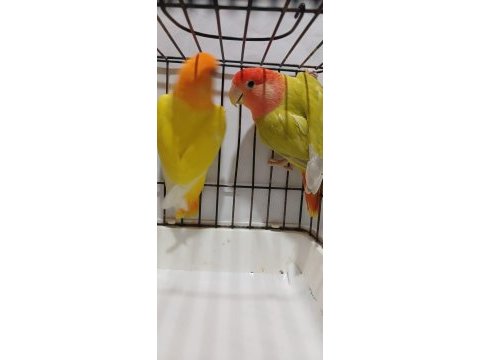 Yavru garantili hazır takım sevda papağanı opaline çift