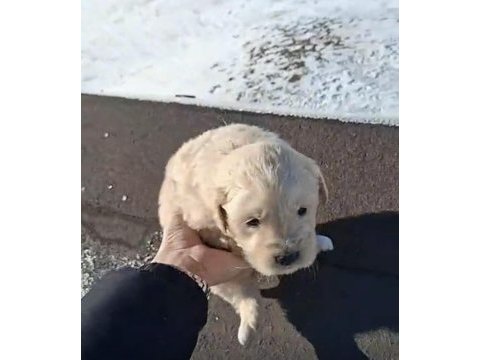 Golden retriever dişi ve erkek mevcut