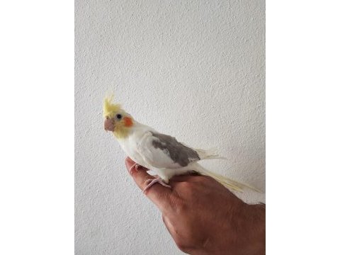 Sahibinden akıllı uysal sultan papağanı