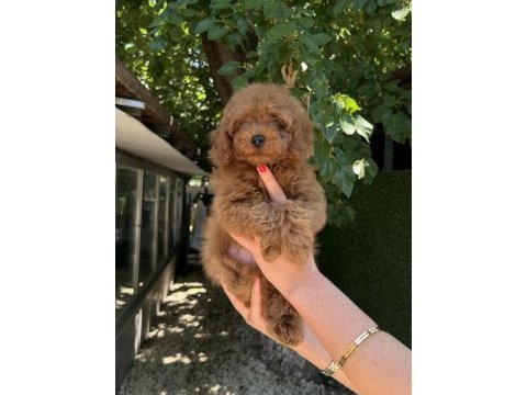 Toy poodle erkek kg garantili