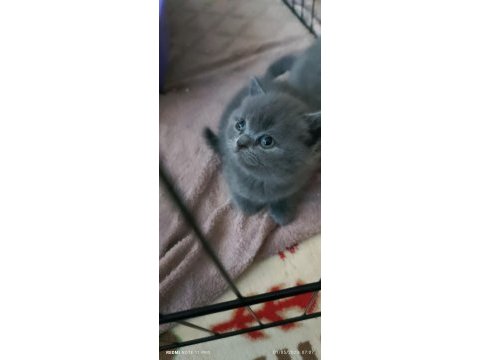 British shorthair safkan