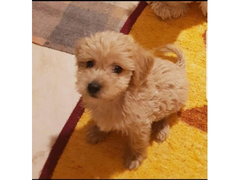 Maltipoo bebeklerim yuvasını arıyor (uygun)