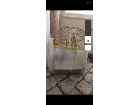 Biri dişi ve biri erkek sultan papağanı