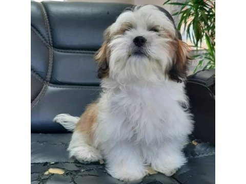 Harika shıh tzu yavruları 
