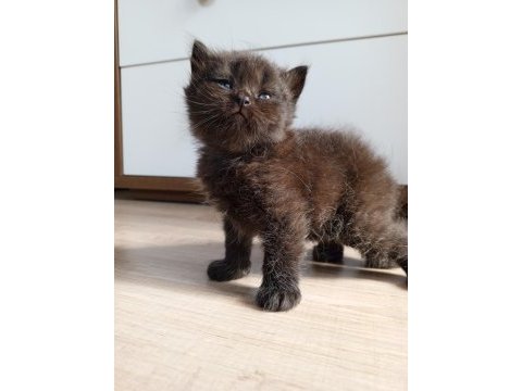 British shorthair bebekler
