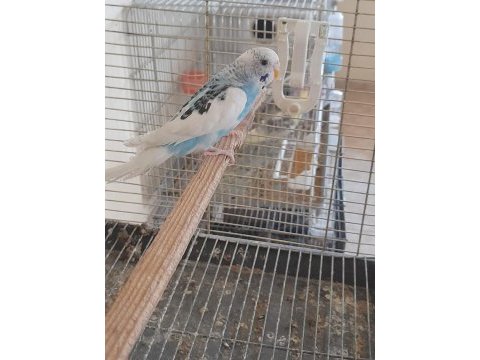 5 aylık eşe hazır genç damızlık dişi muhabbet kuşu