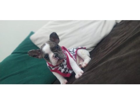 French bulldog