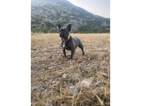 Renk renk yetişin french bulldog köpekler