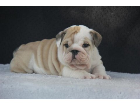 Üst düzey ingiliz buldog yavrular