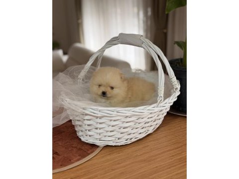 Teddy bear pomeranian boo