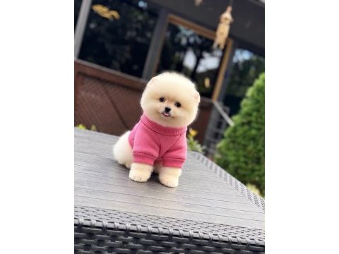 Sağlık ve ırk garantili pomeranian