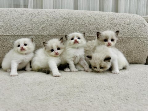 Ragdoll bebekler