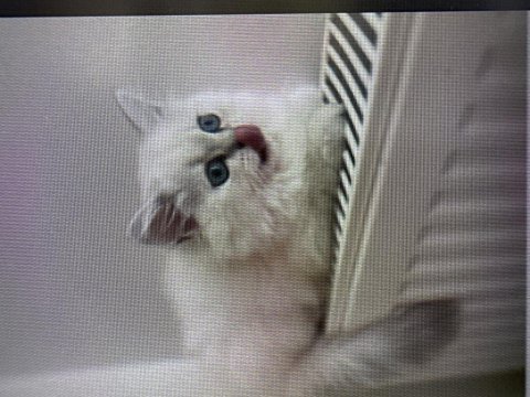 Saf kan british longhair