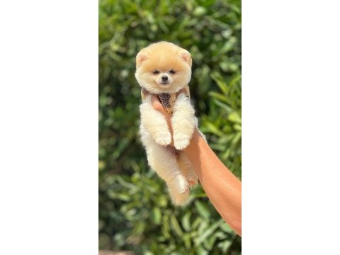 Pati ver pomeranian sizler için burada