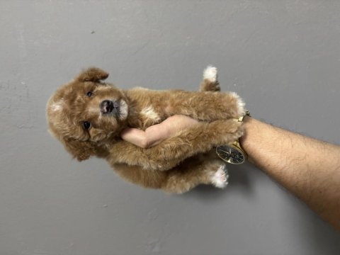Maltipoo dişi erkek bebeklerimiz