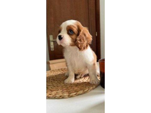 En özel cavalier king charles yavrular