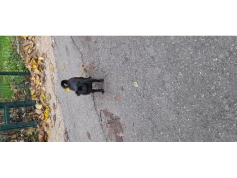 6 aylık siyah pug eğitimli