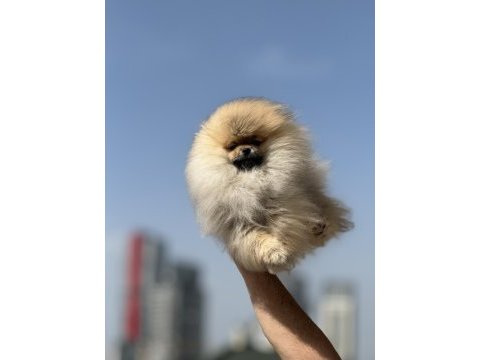Tea cup pomeranian yavrularımız ziyarete açık