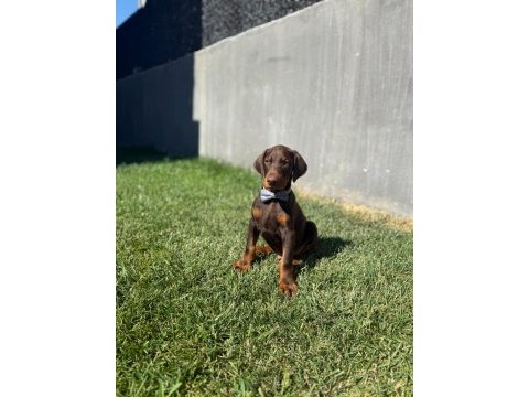 Doberman 2.5 aylık a şecereli