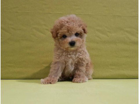 Efsane maltipoo yavruları