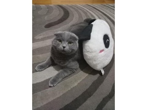 Scottish fold 4 yaşında kedimiz
