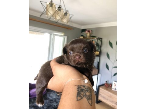 Nefis chocolate ve tri color chihuahua bebekler