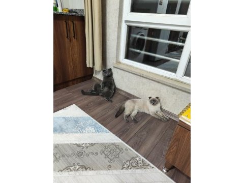 Scottish fold blue point 9 aylık dişi