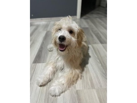 Maltipoo yavrumuz