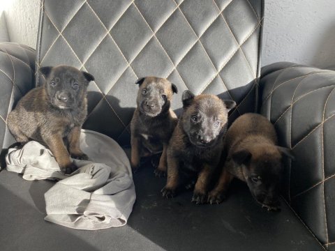 Safkan belçika malinois - koyu siyah