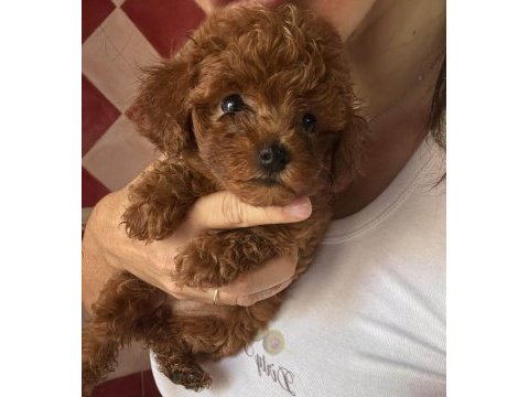 Aşılı veteriner kontrollü toy poodle yavrularımız 