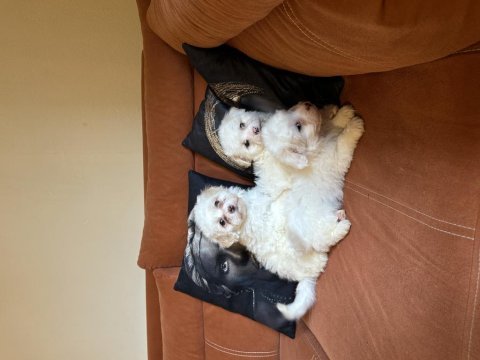 Safkan maltese terrier yavruları
