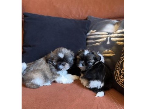 İki erkek safkan shih tzu