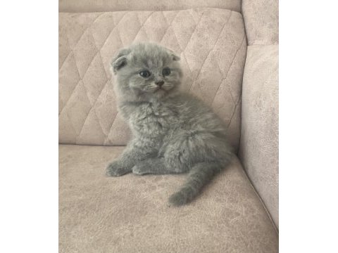 Birbirinden güzel scottish fold bebeklerim