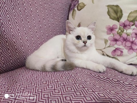 Safkan sağlıklı yavrular scottish fold