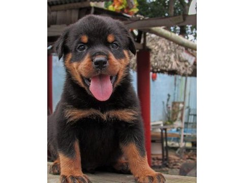 Rottweiler 2 - 2.5 erkek - dişi üst düzey yavrular