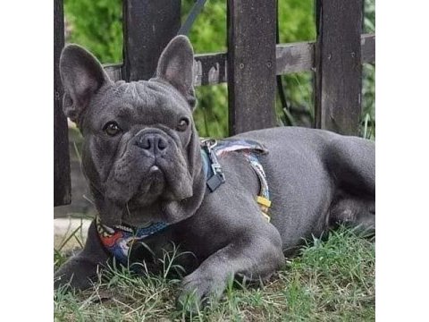Top kalite blue french bulldog