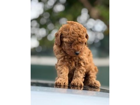 Küçük poodle prensler ve prensesler