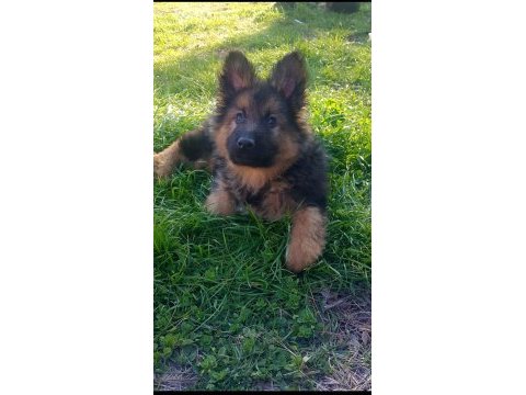 K9 alman kurdu ırk ve sağlık garantili