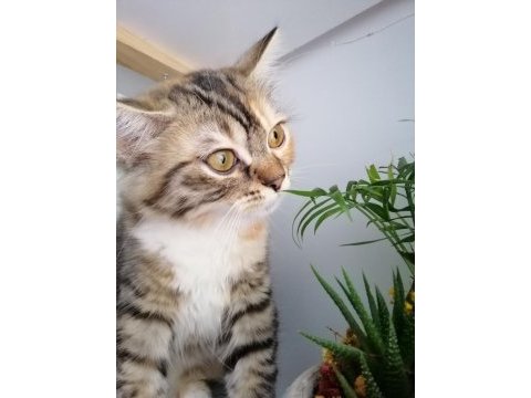 Sakin sevgi dolu dişi kedimiz
