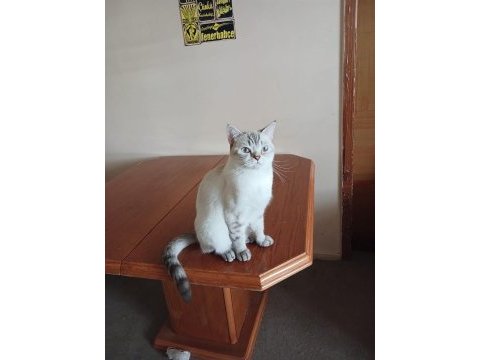 55 günlük yavru british shorthair kediler