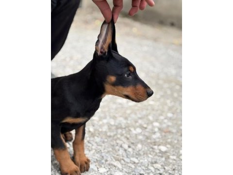 Doberman a kalite