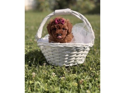 Süper kore toy poodle yavrularımız