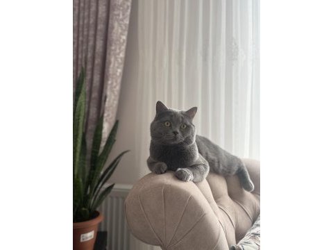 Kedimiz dumana yuva arıyoruz