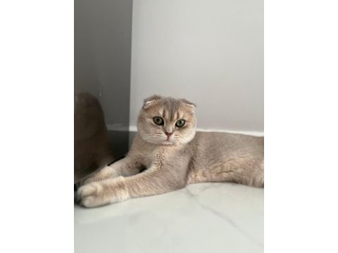Anne baba secerelı eşyalı scottish fold