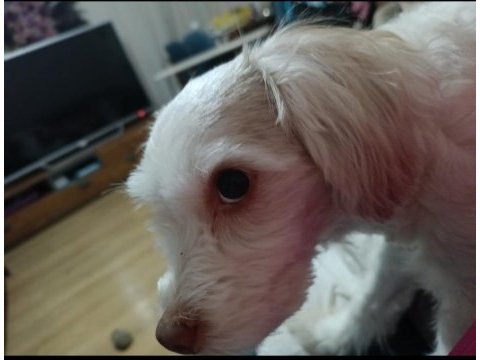 Köpeğimize acil yuva lunoş